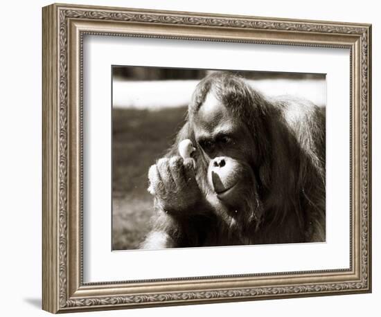 Orangutan with Chick, 1981-null-Framed Photographic Print