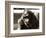 Orangutan with Chick, 1981-null-Framed Photographic Print