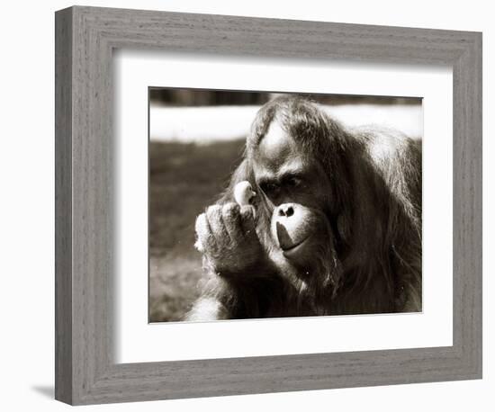 Orangutan with Chick, 1981-null-Framed Photographic Print