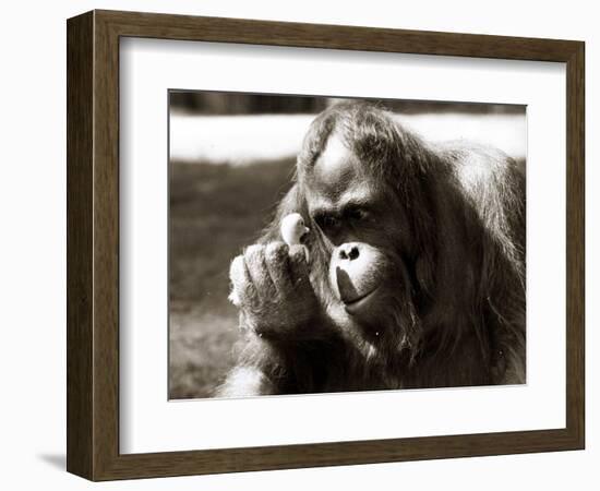 Orangutan with Chick, 1981-null-Framed Photographic Print