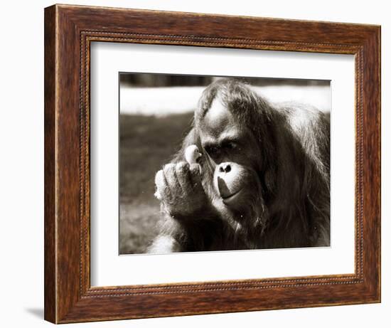 Orangutan with Chick, 1981-null-Framed Photographic Print