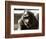 Orangutan with Chick, 1981-null-Framed Photographic Print