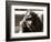 Orangutan with Chick, 1981-null-Framed Photographic Print