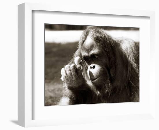 Orangutan with Chick, 1981-null-Framed Photographic Print