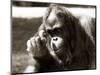 Orangutan with Chick, 1981-null-Mounted Photographic Print