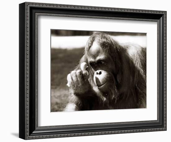 Orangutan with Chick, 1981-null-Framed Photographic Print