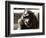 Orangutan with Chick, 1981-null-Framed Photographic Print