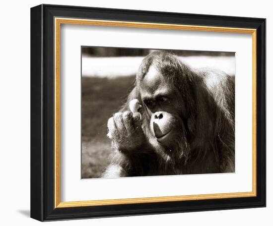 Orangutan with Chick, 1981-null-Framed Photographic Print