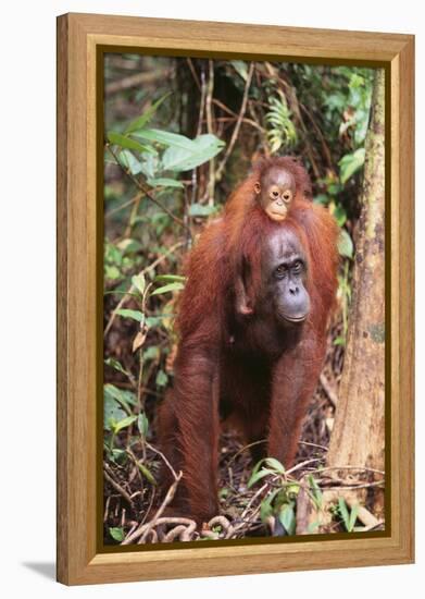 Orangutan with Her Baby-DLILLC-Framed Premier Image Canvas