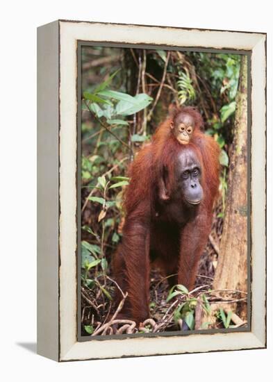 Orangutan with Her Baby-DLILLC-Framed Premier Image Canvas