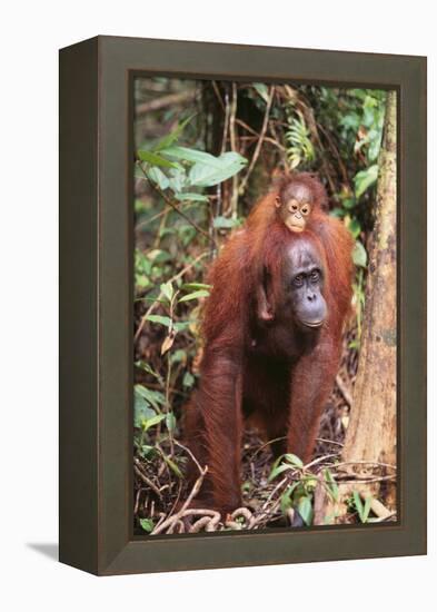 Orangutan with Her Baby-DLILLC-Framed Premier Image Canvas