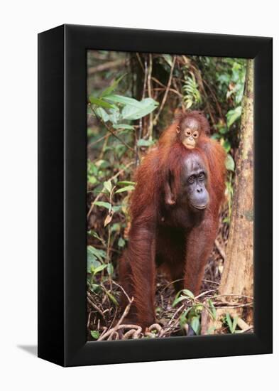 Orangutan with Her Baby-DLILLC-Framed Premier Image Canvas