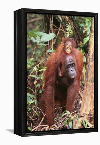 Orangutan with Her Baby-DLILLC-Framed Premier Image Canvas