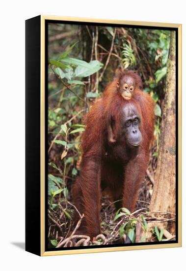 Orangutan with Her Baby-DLILLC-Framed Premier Image Canvas