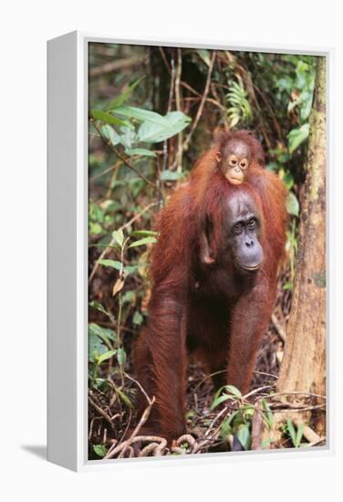 Orangutan with Her Baby-DLILLC-Framed Premier Image Canvas