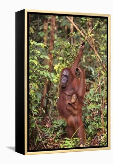 Orangutan with Her Baby-DLILLC-Framed Premier Image Canvas