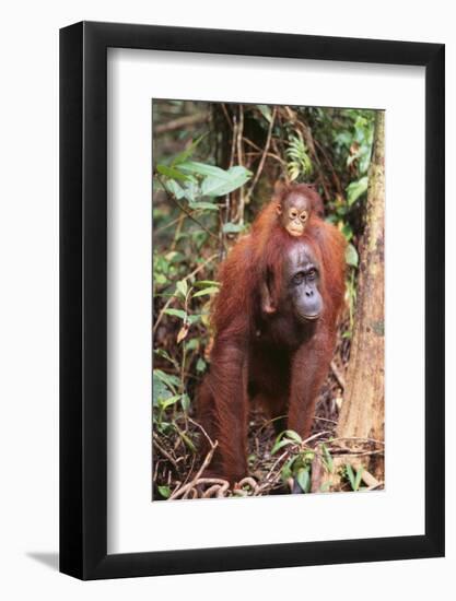 Orangutan with Her Baby-DLILLC-Framed Premium Photographic Print