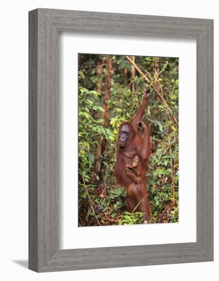 Orangutan with Her Baby-DLILLC-Framed Photographic Print