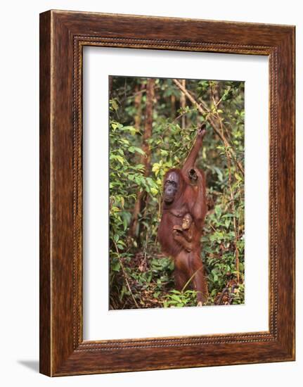 Orangutan with Her Baby-DLILLC-Framed Photographic Print