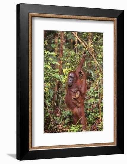 Orangutan with Her Baby-DLILLC-Framed Photographic Print