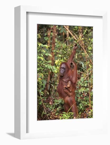 Orangutan with Her Baby-DLILLC-Framed Photographic Print