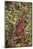 Orangutan with Her Baby-DLILLC-Mounted Photographic Print