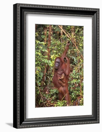 Orangutan with Her Baby-DLILLC-Framed Photographic Print