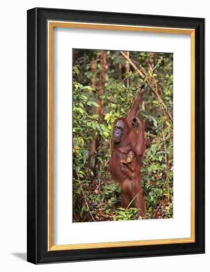 Orangutan with Her Baby-DLILLC-Framed Photographic Print