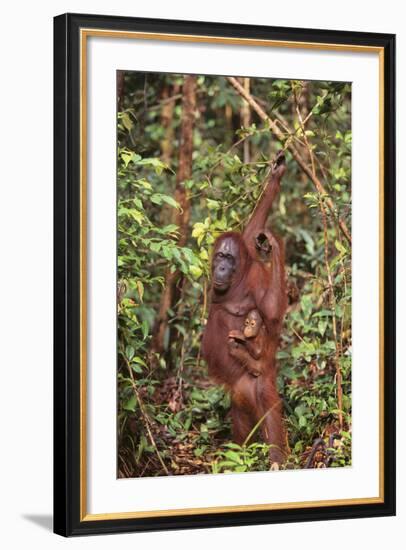 Orangutan with Her Baby-DLILLC-Framed Photographic Print