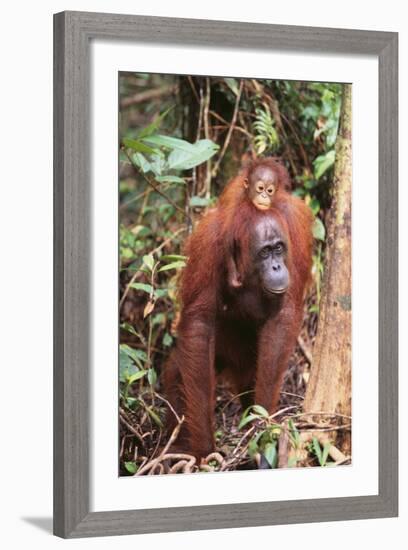 Orangutan with Her Baby-DLILLC-Framed Photographic Print