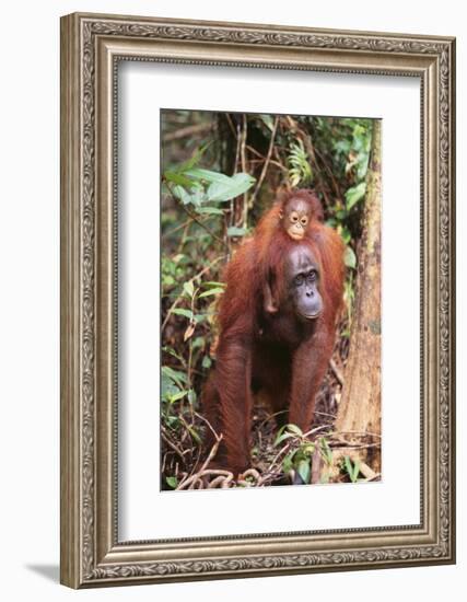 Orangutan with Her Baby-DLILLC-Framed Photographic Print