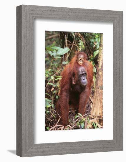 Orangutan with Her Baby-DLILLC-Framed Photographic Print