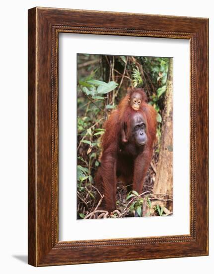 Orangutan with Her Baby-DLILLC-Framed Photographic Print