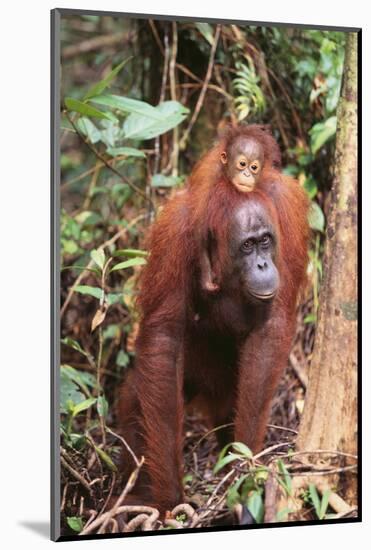 Orangutan with Her Baby-DLILLC-Mounted Photographic Print