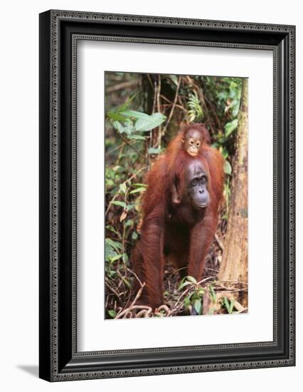 Orangutan with Her Baby-DLILLC-Framed Photographic Print