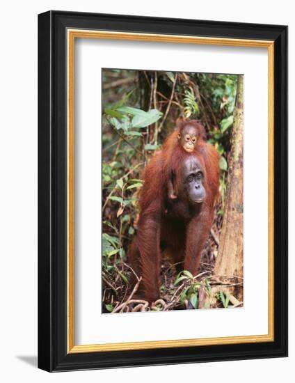 Orangutan with Her Baby-DLILLC-Framed Photographic Print