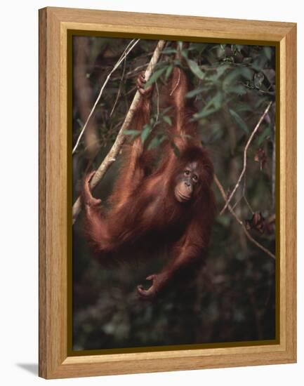 Orangutan-DLILLC-Framed Premier Image Canvas