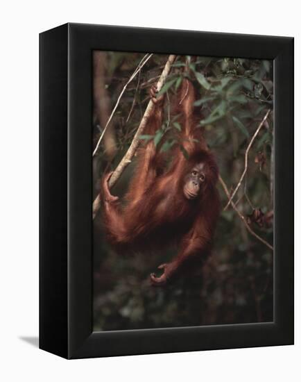 Orangutan-DLILLC-Framed Premier Image Canvas