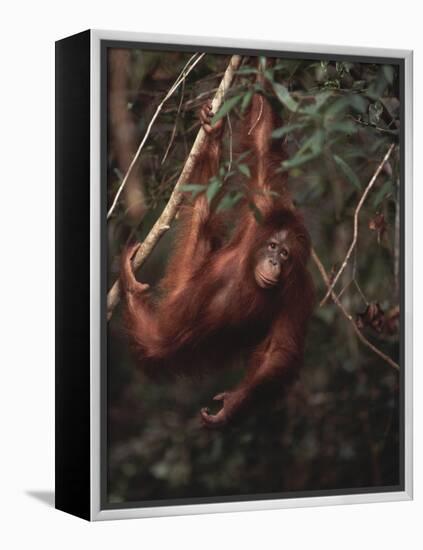 Orangutan-DLILLC-Framed Premier Image Canvas