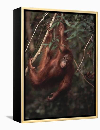 Orangutan-DLILLC-Framed Premier Image Canvas