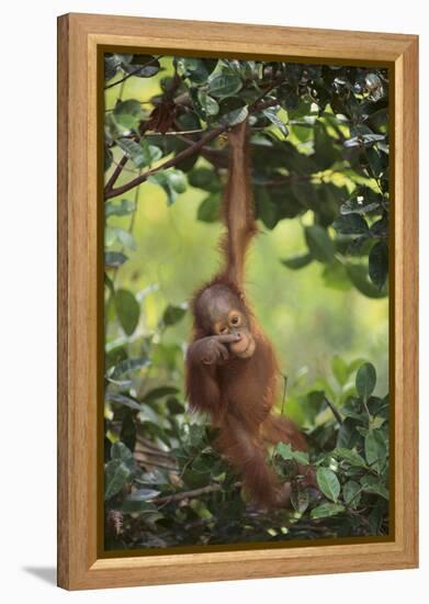 Orangutan-DLILLC-Framed Premier Image Canvas