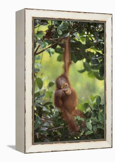 Orangutan-DLILLC-Framed Premier Image Canvas