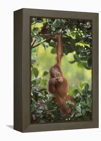 Orangutan-DLILLC-Framed Premier Image Canvas