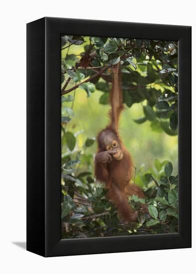 Orangutan-DLILLC-Framed Premier Image Canvas