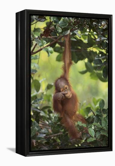 Orangutan-DLILLC-Framed Premier Image Canvas