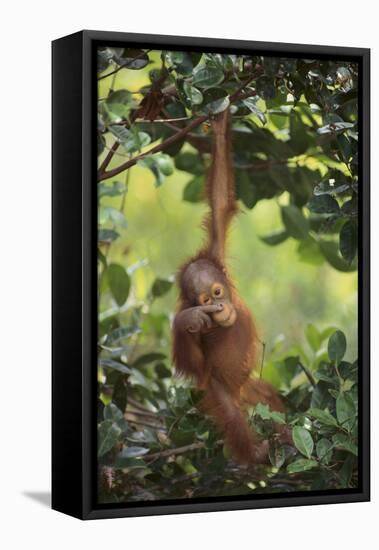 Orangutan-DLILLC-Framed Premier Image Canvas