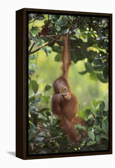 Orangutan-DLILLC-Framed Premier Image Canvas