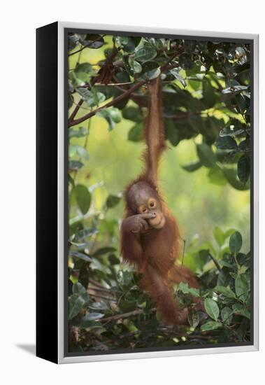 Orangutan-DLILLC-Framed Premier Image Canvas