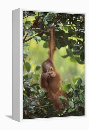 Orangutan-DLILLC-Framed Premier Image Canvas