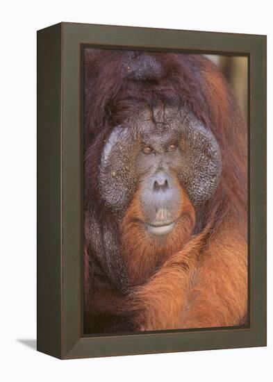 Orangutan-DLILLC-Framed Premier Image Canvas